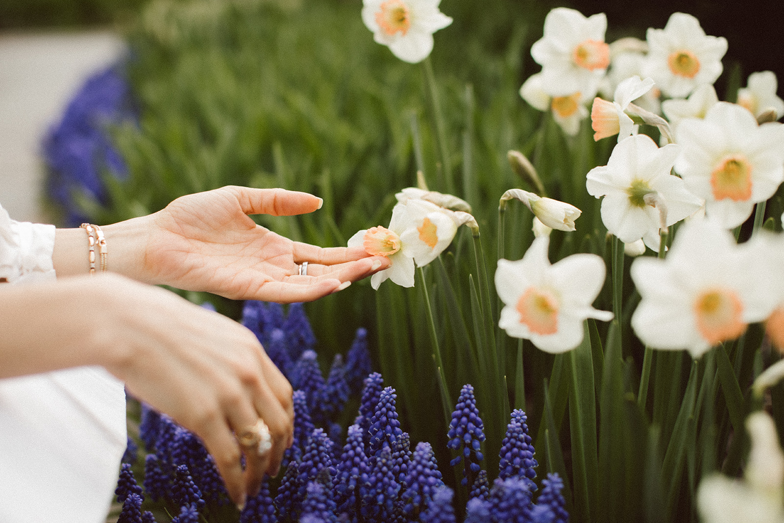 Hands gently cradling white narcissus and grape hyacinths in bloom